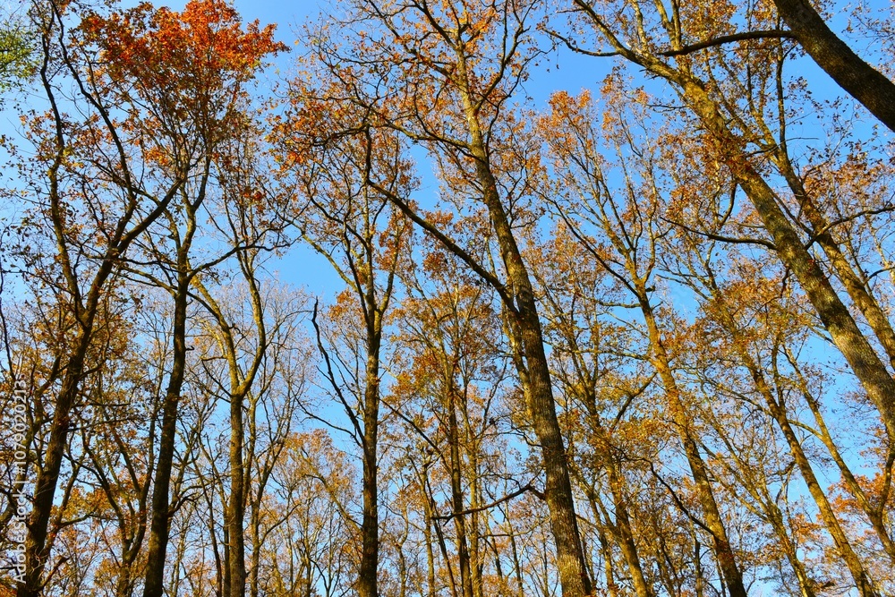 Obraz premium Canopy of a pedunculate oak (Quercus robur) Krakovski Gozd forest in autumn in Dolenjska, Slovenia