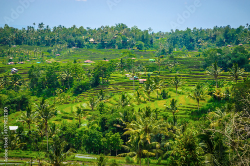 Obraz na płótnie Beautiful Bali rice fields. Rice terraces in Bali, Indonesia w salonie
