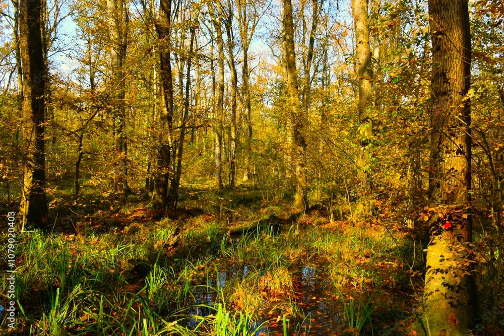 Wetland lowland oak forest Krakovski gozd in autumn in Dolenjska, Slovenia Wetland lowland oak forest Krakovski gozd in autumn in Dolenjska, Slovenia