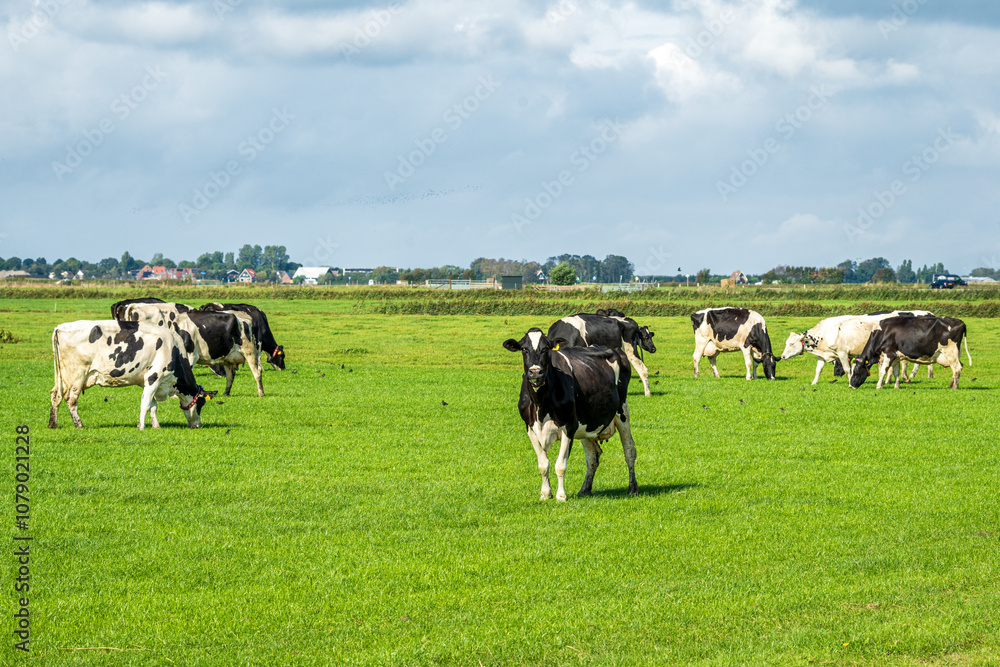 Holsteiner Kühe auf einer grünen Weide, Texel Holsteiner Kühe auf einer grünen Weide, Texel