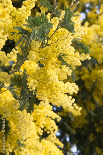 Acacia dealbata in bloom, Acacia derwentii with yellow flowers , mimosa tree photo