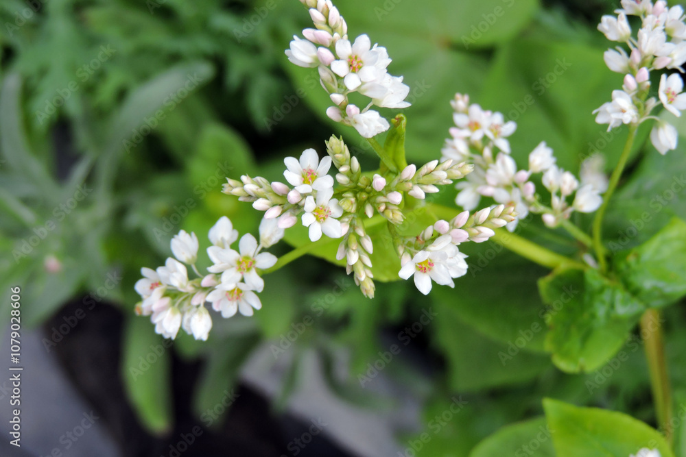 Common buckwheat in bloom, white flowers Common buckwheat in bloom, white flowers