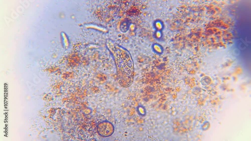 Microorganisms under microscope. Organisms Unicellular. Funny observation