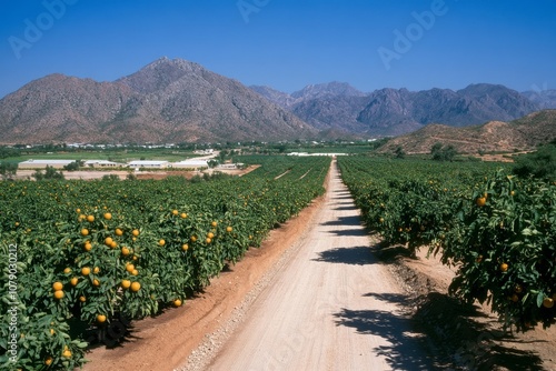 An orange orchard in full bloom, with rows of trees and ripe oranges hanging