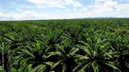 Beautiful aerial footage of the African oil palm tree plantation in Costa Rica 