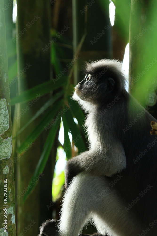 Fototapeta premium The Dusky Langur is living in Kaeng Krachan National Park, Phetchaburi Province, Thailand