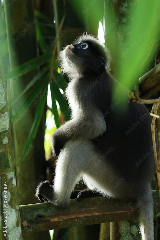 Fototapeta premium The Dusky Langur is living in Kaeng Krachan National Park, Phetchaburi Province, Thailand