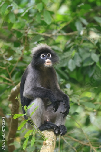 The Dusky Langur is living in Kaeng Krachan National Park, Phetchaburi Province, Thailand