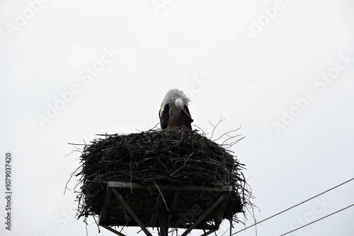 A portrait of a white stork preening its feathers and standing on a nest on a man-made nest platform on a pylon, white sky in the background