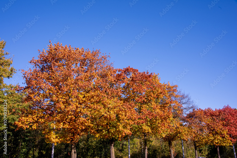 Obraz premium Riehen, Switzerland, is stunning in autumn, with vibrant foliage turning parks, woodlands, and riverbanks into a colorful display. A perfect time for scenic walks and photography.