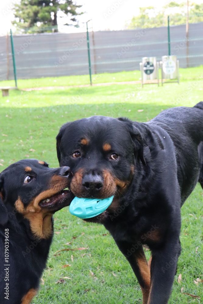 Obraz premium Cachorro: perrito, cría, animalito, bebé de perro | puppy, young dog, pup Perro: can, canino, mascota, amigo fiel | dog, canine, hound Parque: jardín, área verde, zona de recreo, parque recreativo | p