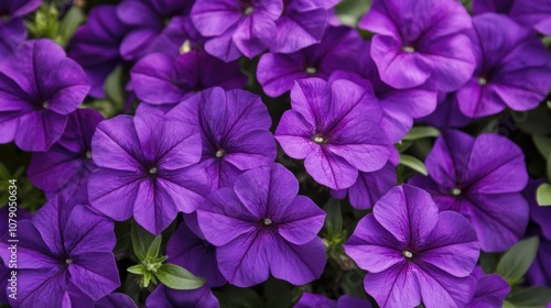 Vibrant Floral Closeup. Delicate Purple Blooms on a Bright Spring Background