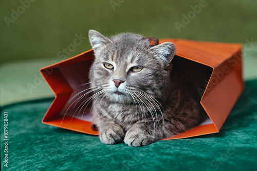 Photography Funny cat sitting in a red paper bag