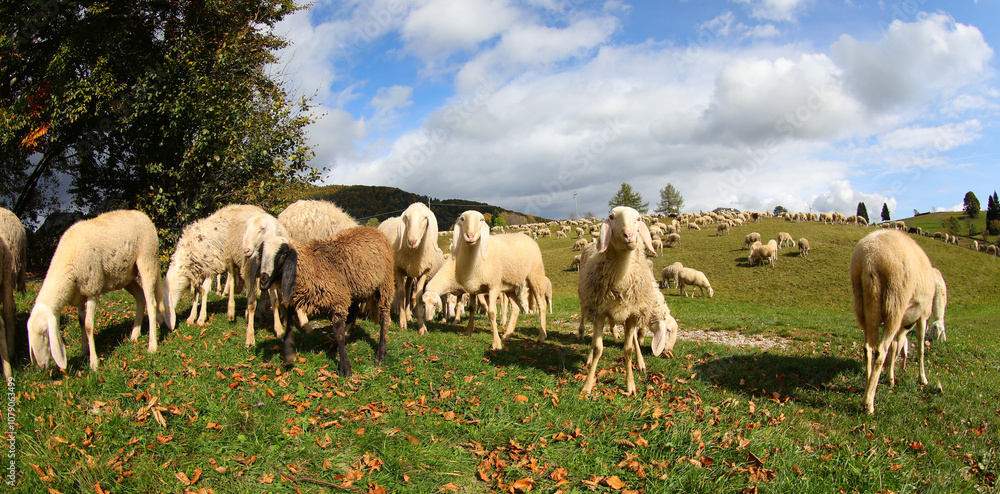 Fototapeta premium white sheep grazing on the green meadow on a hill in autumn season with a calm peaceful atmosphere