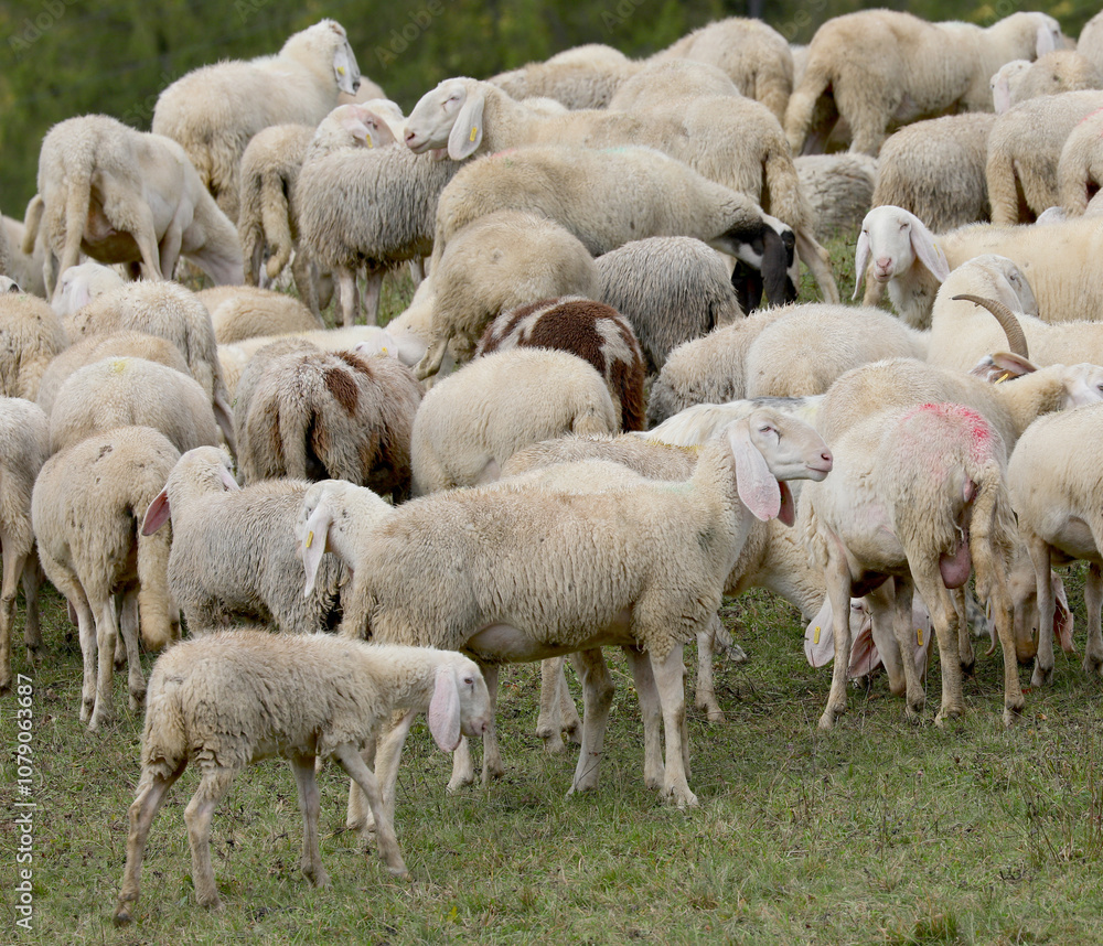 Many white sheep of the flock grazing on the green hilltop meadow Many white sheep of the flock grazing on the green hilltop meadow
