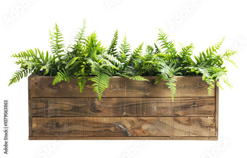 Wooden planter box filled with various green plants isolated on a transparent background. photo