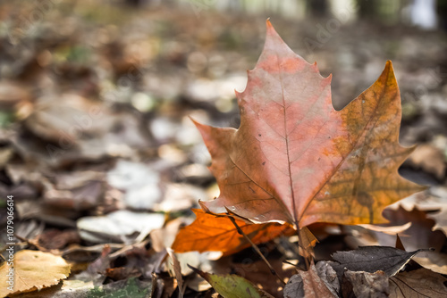 Bright orange maple leaf on the ground of various fallen leaves in shades of brown and yellow. Sunlight filters through the trees creating a warm and cozy autumn atmosphere fall background 