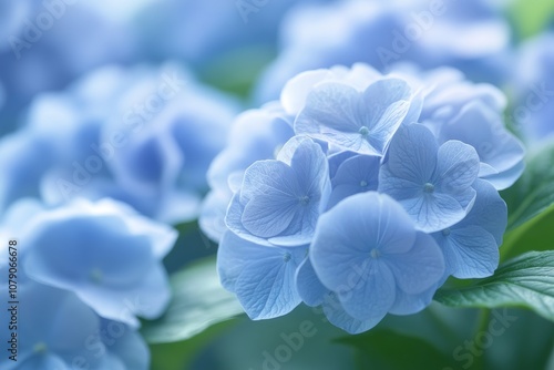 Delicate Blue Hydrangea Blossoms