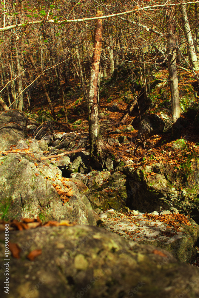 albero tra le rocce albero tra le rocce