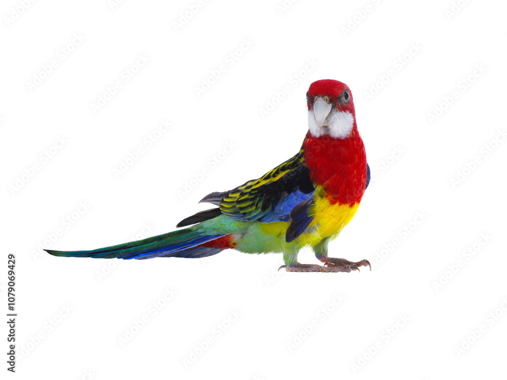 Fototapeta premium parrot Rosella parrot isolated on white background