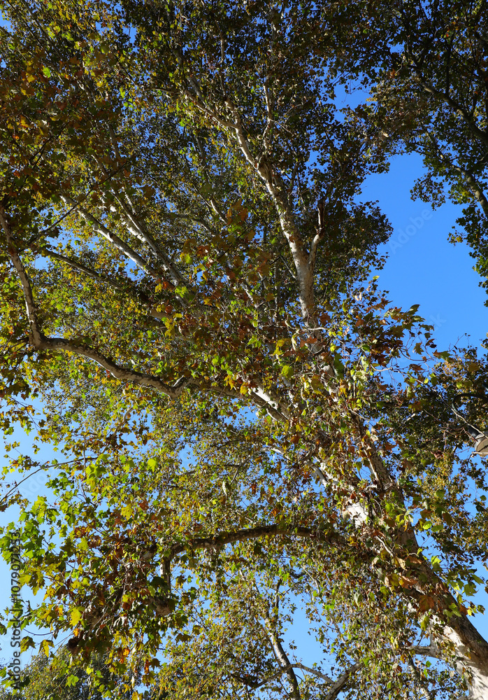 many leaves of the park tree seen from below and blue sky above many leaves of the park tree seen from below and blue sky above