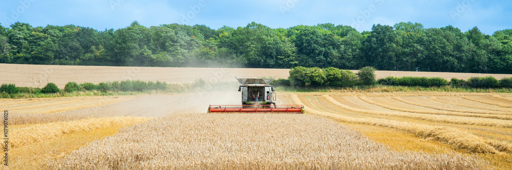 Fototapeta premium combine harvester on field