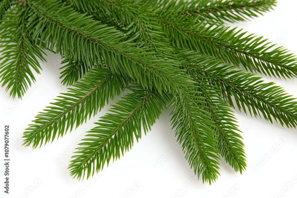 Fresh Green Evergreen Branch
