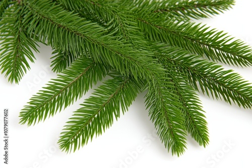 Fresh Green Evergreen Branch