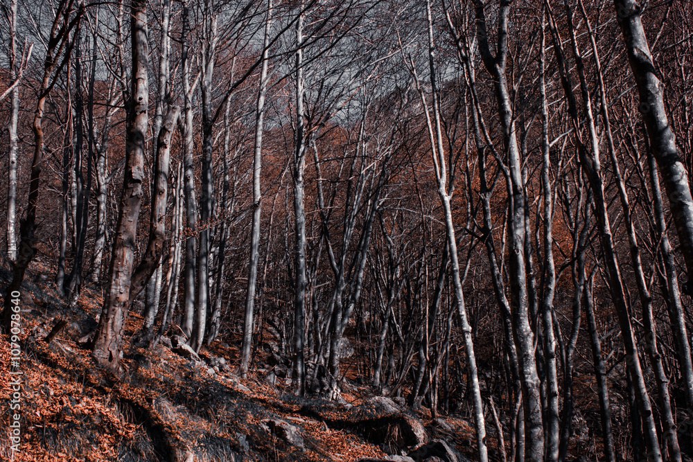 Obraz premium bosco secco