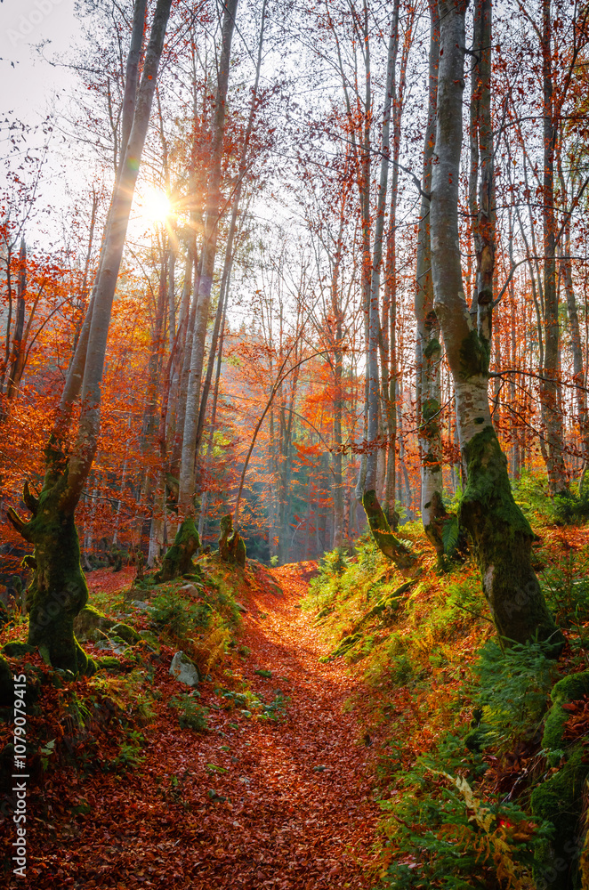 Beautiful autumn landscape with yellow trees and mountain trail