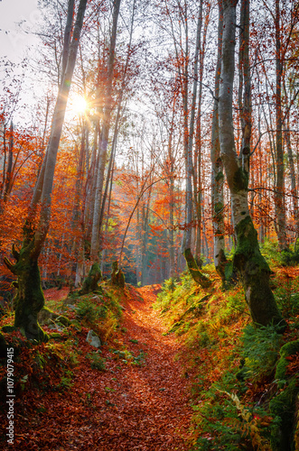 Obraz na płótnie Beautiful autumn landscape with yellow trees and mountain trail w salonie