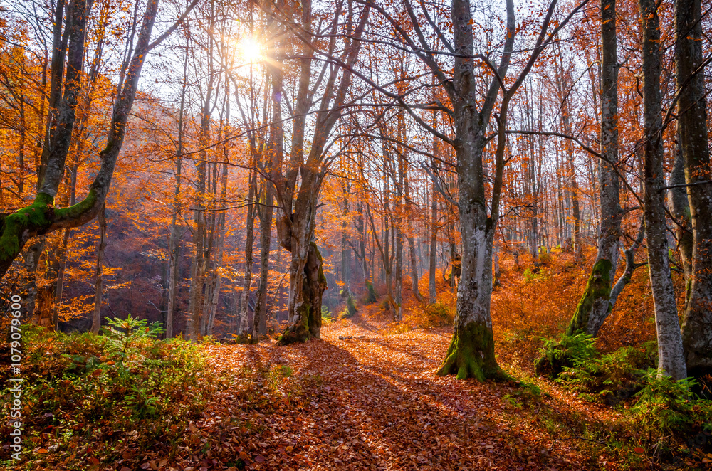 Beautiful autumn landscape with yellow trees and mountain trail