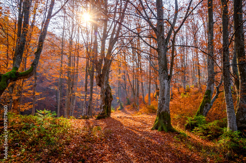Obraz na płótnie Beautiful autumn landscape with yellow trees and mountain trail w salonie