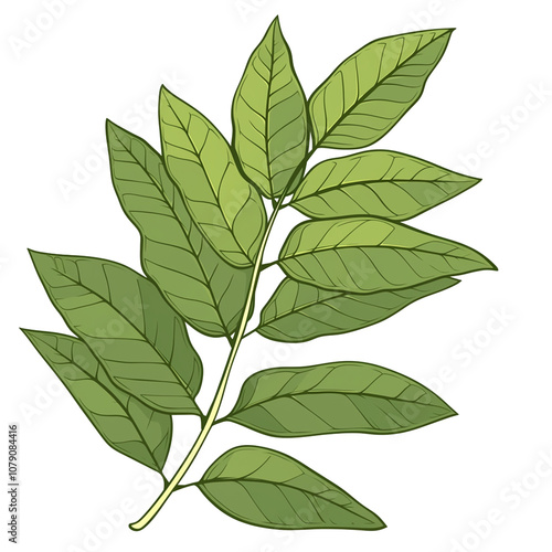 Close-up of a leafy branch with vibrant green foliage. photo