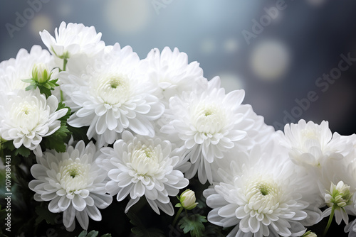 A soft white chrysanthemums with a black ribbon border against a natural background designed for condolence card, professional lighting, ultra highly realistic, smooth light, PNG photo