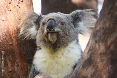 wild koala (Phascolarctos cinereus) eating eucalyptus leaves in lush green coastal bush forest at Kennett River along the Great Ocean Road near the Otways in Victoria, Australia photo