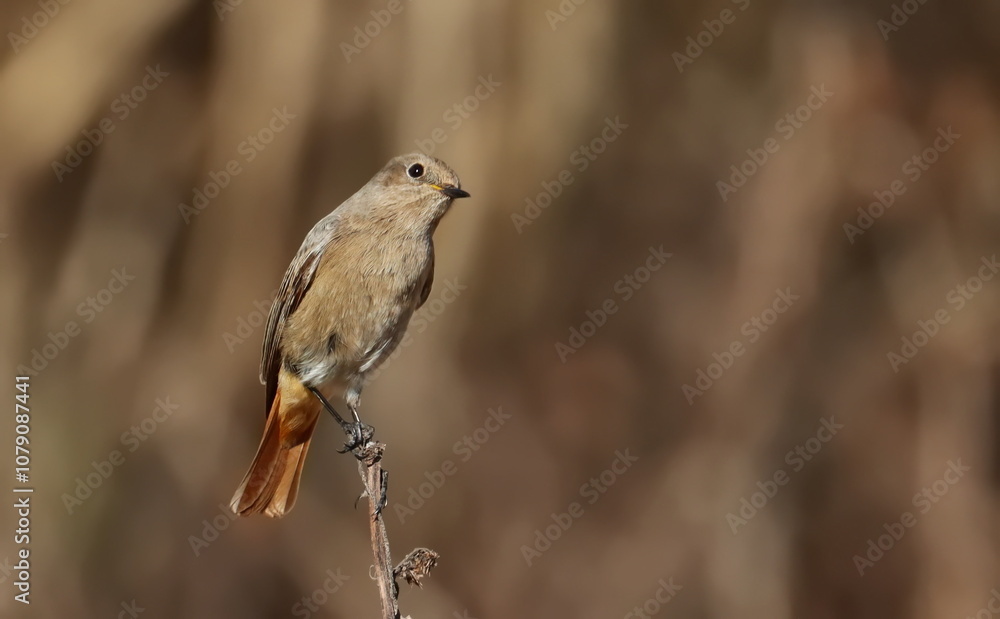 Obraz premium Common redstart on branch, Phoenicurus phoenicurus, birds of Montenegro 