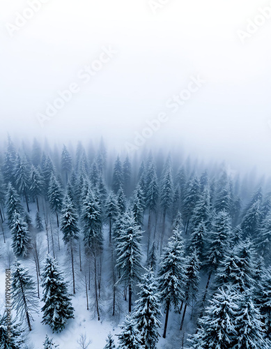 snow covered trees in the mountains