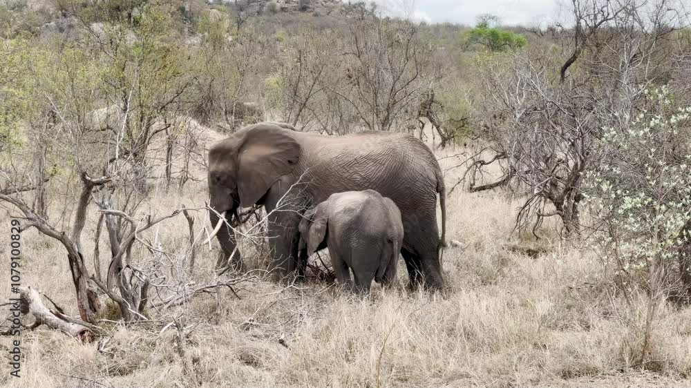 African elephant baby and mom closeup. Chobe National Park in Botswana Africa,. African elephant baby and mom closeup. Chobe National Park in Botswana Africa,.