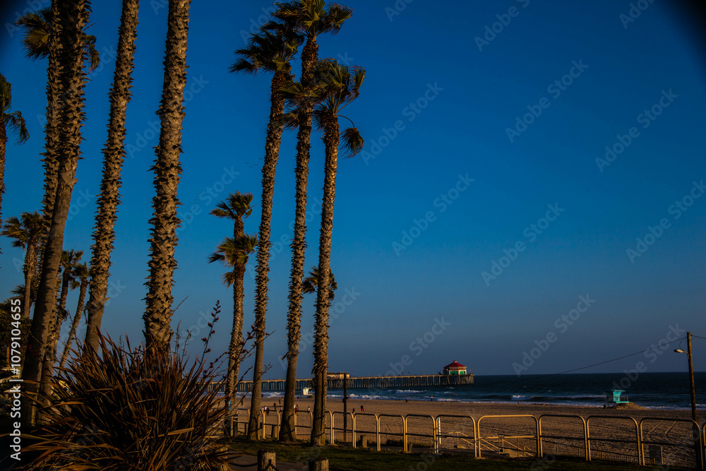 Palm Trees Overlooking Huntington Beach Pier Palm Trees Overlooking Huntington Beach Pier