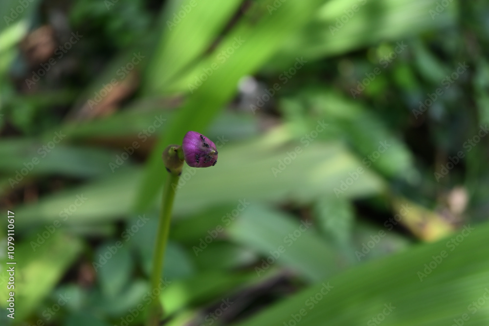 A view of a purple orchid flower bud that is about to bloom with small black ants on top A view of a purple orchid flower bud that is about to bloom with small black ants on top