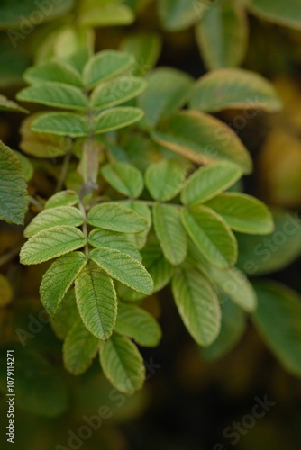 branch with green leaves close up