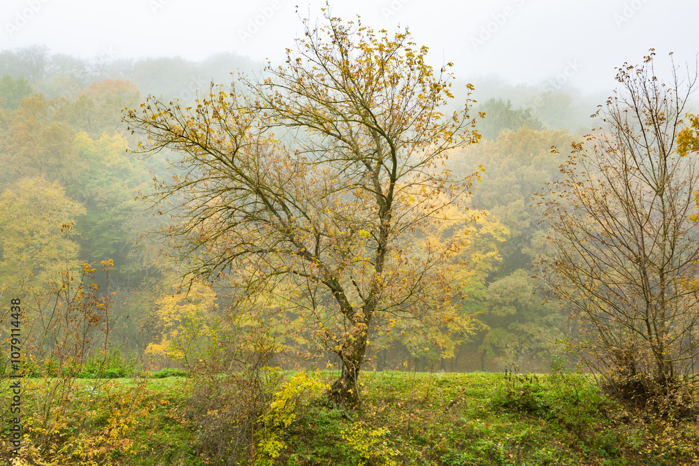 Beautiful landscape from the country in the Republic of Moldova. Green nature in Europe. Rural ecological tourism. Beautiful landscape from the country in the Republic of Moldova. Green nature in Europe. Rural ecological tourism.
