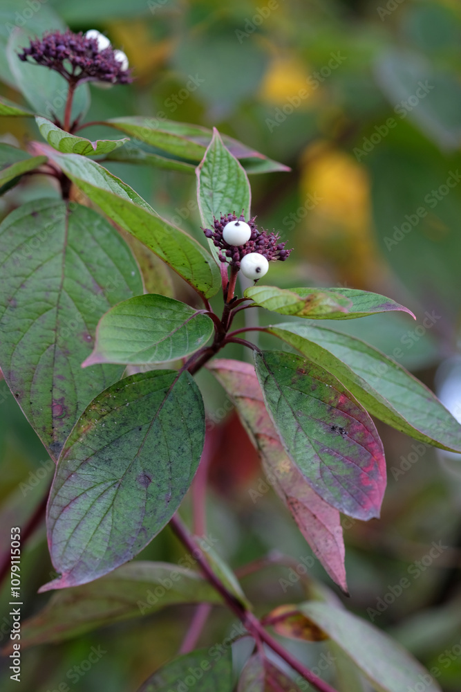 plants with green burgundy leaves close up plants with green burgundy leaves close up