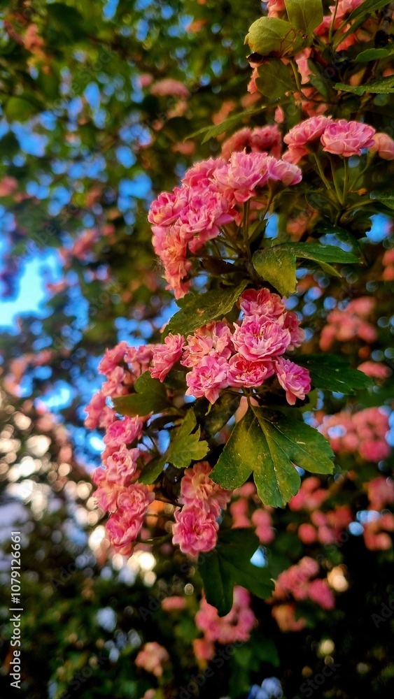 Fototapeta premium a bunch of pink flowers in the garden