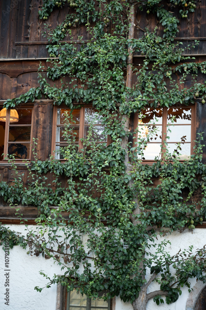 pears, window, green shutters, foliage, fruit, vine, nature, rustic, house, wall, home, vintage, rural, summer, abundance, cozy, wooden frame, style, pears, window, green shutters, foliage, fruit, vine, nature, rustic, house, wall, home, vintage, rural, summer, abundance, cozy, wooden frame, style,