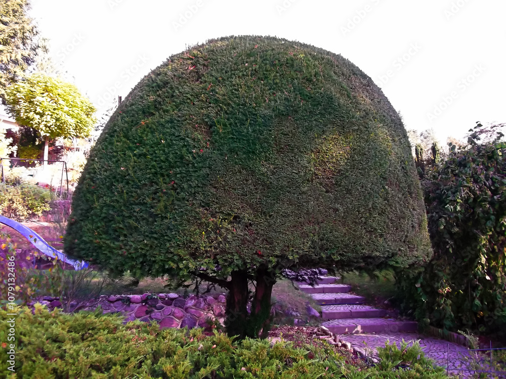 In Form geschnittener Lebensbaum im Garten