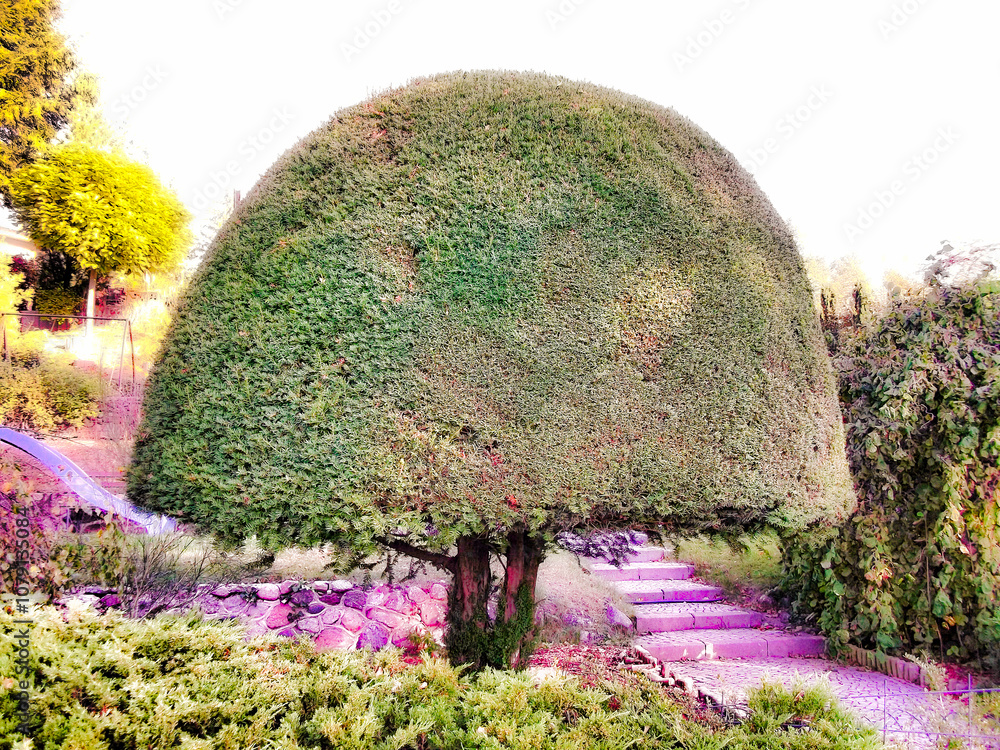 In Form geschnittener Lebensbaum im Garten