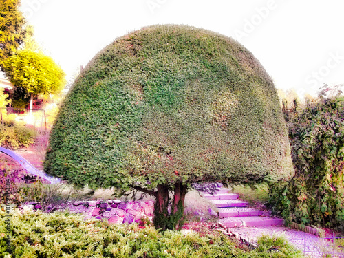 Obraz na płótnie In Form geschnittener Lebensbaum im Garten w salonie