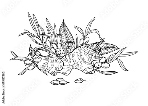 Ginger root, sea buckthorn berry, leaves vector isolated line art black ink sketch. Natural organic food ingredients monochrome flat. For advertising products that strengthen the immune system